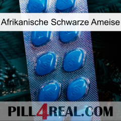 African Black Ant viagra1
